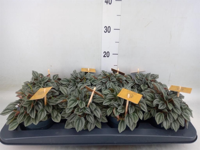 <h4>Peperomia  'Napoli Nights'</h4>