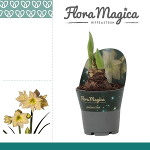 Amaryllis Lemon Star in potkraag