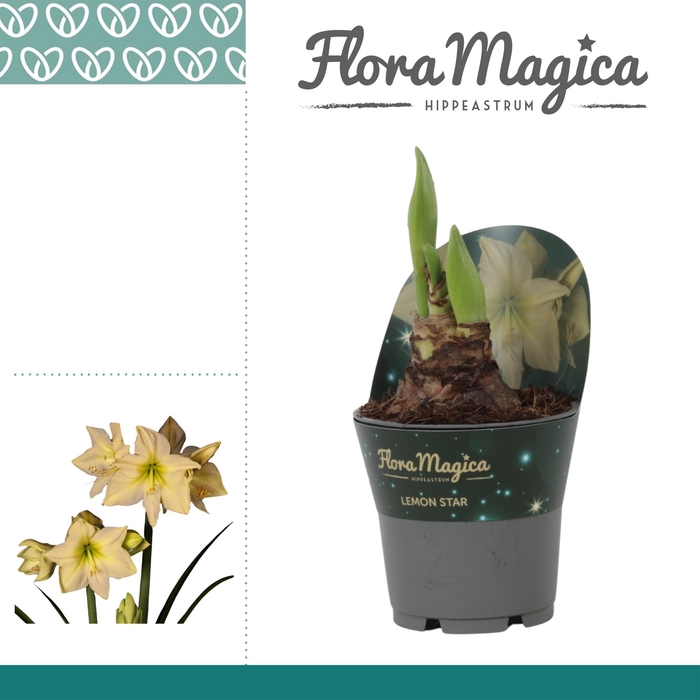 <h4>Amaryllis Lemon Star in potkraag</h4>