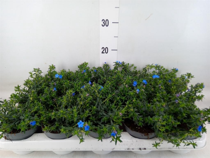 <h4>Glandora diffusa</h4>