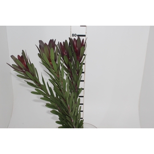 PROTEA SAFARI 070 CM VINHO