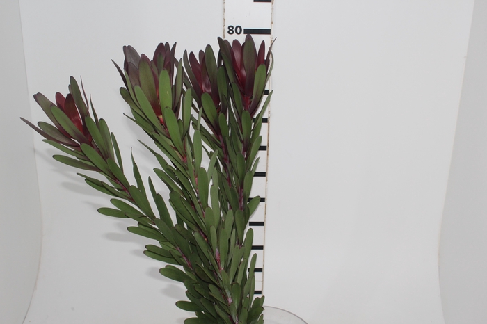 <h4>PROTEA SAFARI 070 CM VINHO</h4>