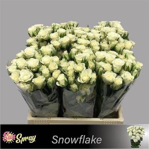 R Tr Snowflake
