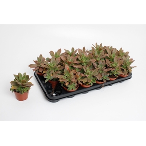 Aeonium Green
