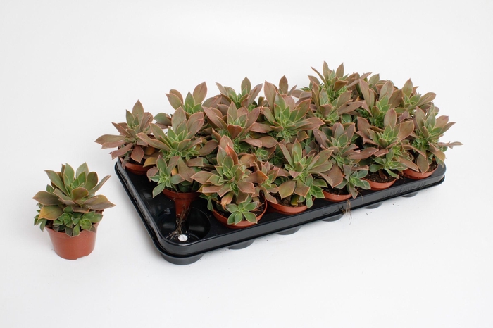 <h4>Aeonium Green</h4>