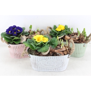 arr4 Primula PL - Zink ovaal x4 colour