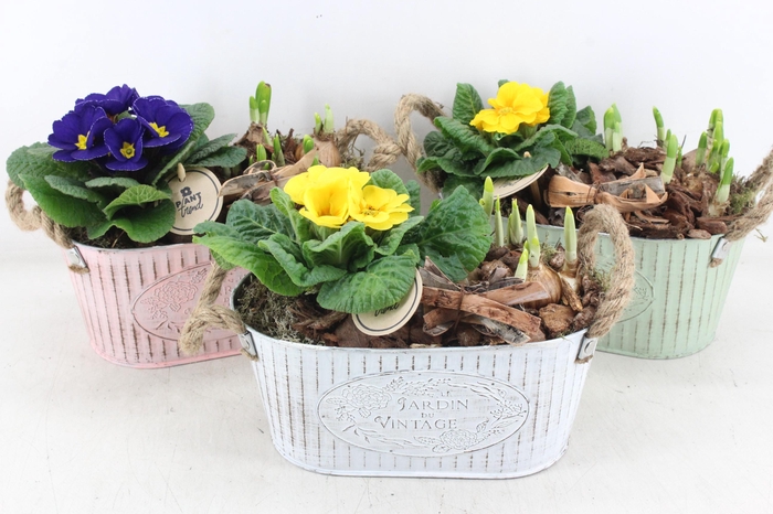 <h4>arr4 Primula PL - Zink ovaal x4 colour</h4>