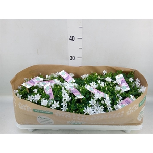 Campanula porten. 'Ambella White'