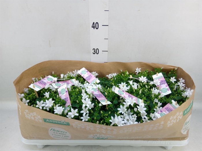 <h4>Campanula porten. 'Ambella White'</h4>