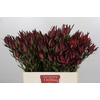 Leucadendron Saf Sunset Dark R.Spray