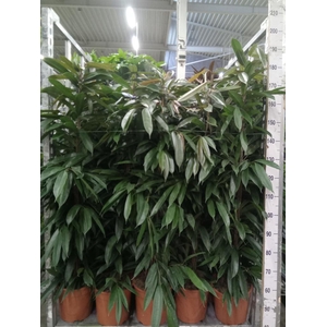 Ficus binn. 'Amstel King'
