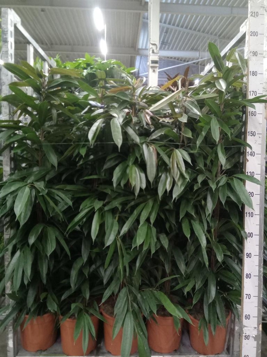 <h4>Ficus binn. 'Amstel King'</h4>