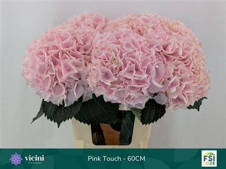 <h4>HYDR M MY PINKTOU RZ</h4>
