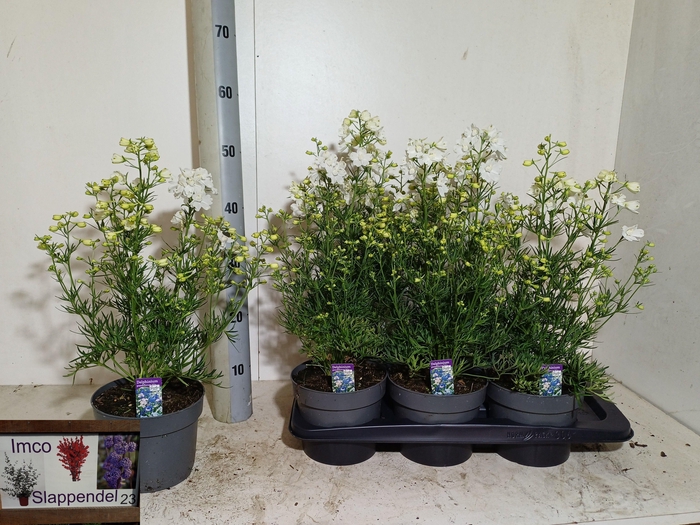 <h4>DELP GRANDIFLORUM</h4>