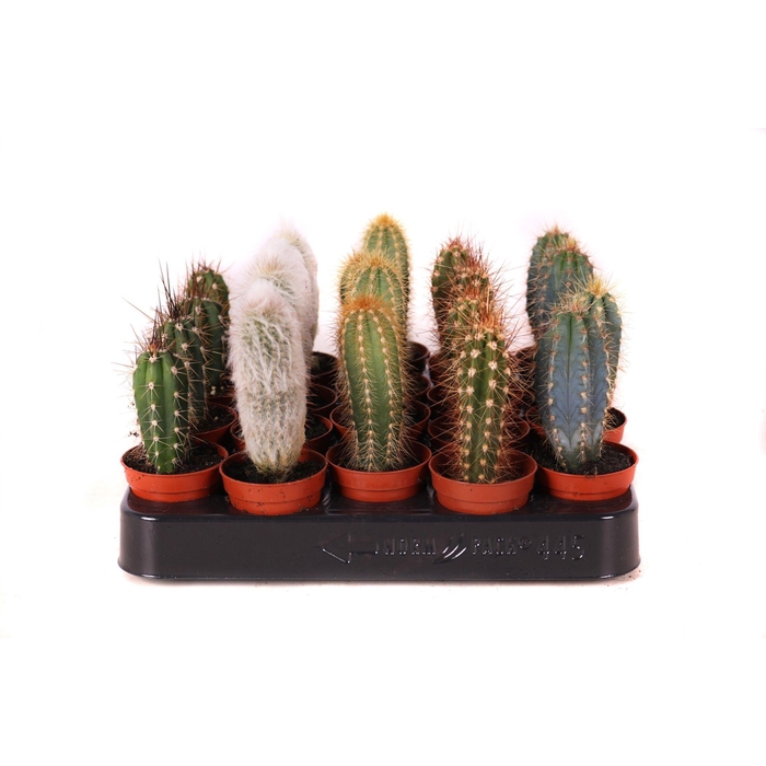 <h4>Cactus zuilen 5,5 cm</h4>