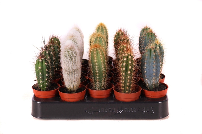 <h4>Cactus zuilen 5,5 cm</h4>