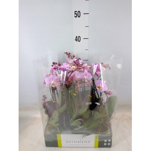 Phalaenopsis multi.   ...rose