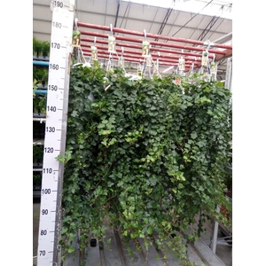 Hedera helix 'Wonder'