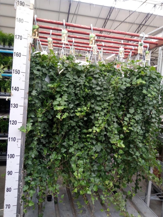 <h4>Hedera helix 'Wonder'</h4>