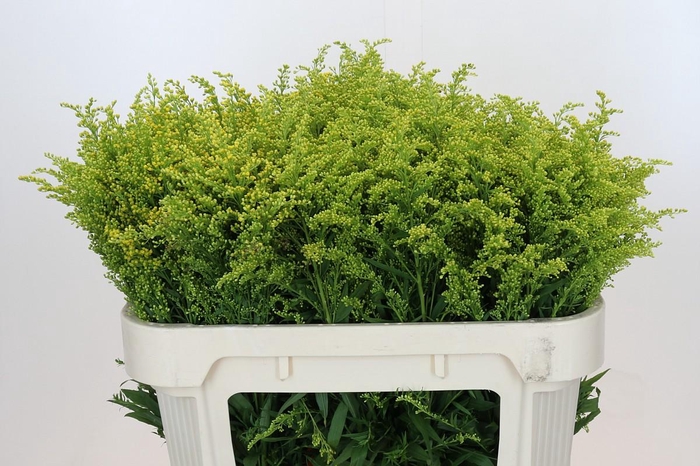 Solidago Tara Gold