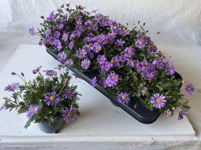 <h4>BRACH BRAS VIOLET</h4>