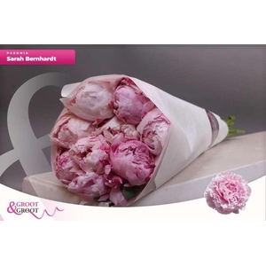 Paeonia Sarah Bernhardt