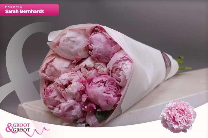 <h4>Paeonia Sarah Bernhardt</h4>