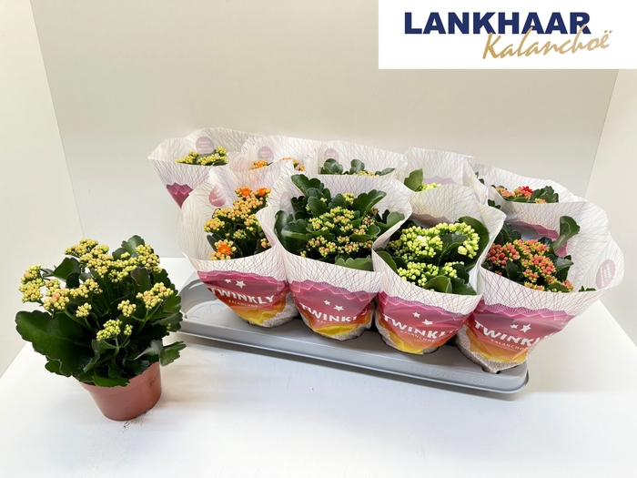 KAL GE PERF GEM 5 KL