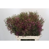 Chamelaucium Rotem