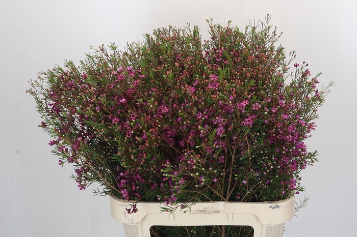 Chamelaucium Rotem