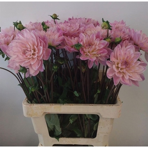Dahlia Karma Prospero