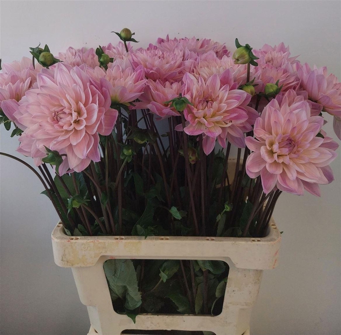 <h4>Dahlia Karma Prospero</h4>