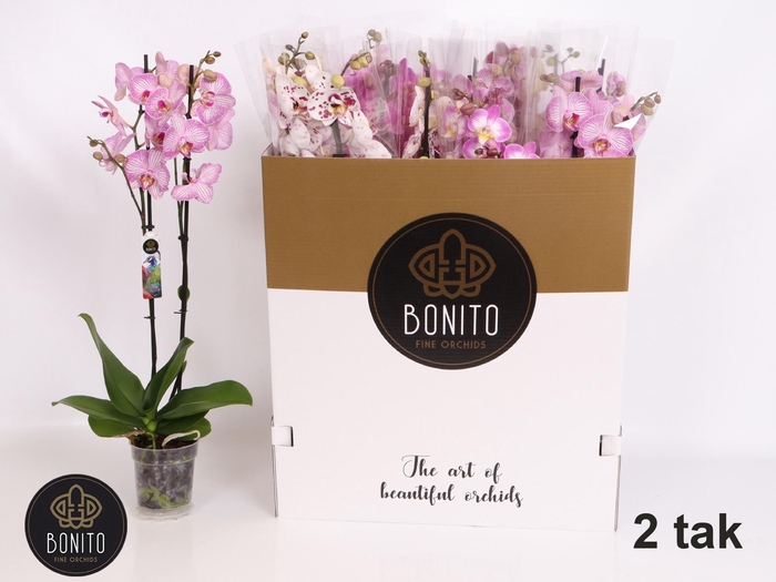 <h4>PHAL GEM 7 KL</h4>