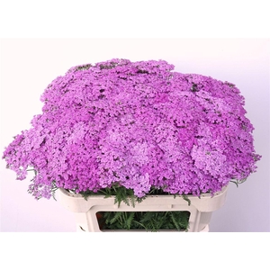 Achil M Lilac Dream