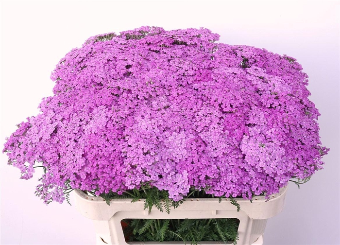 <h4>Achil M Lilac Dream</h4>