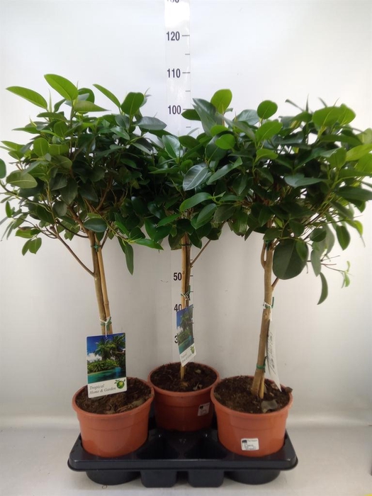 <h4>Ficus   ...</h4>