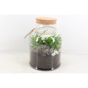 arr2 MB - Terrarium Venice 285/5