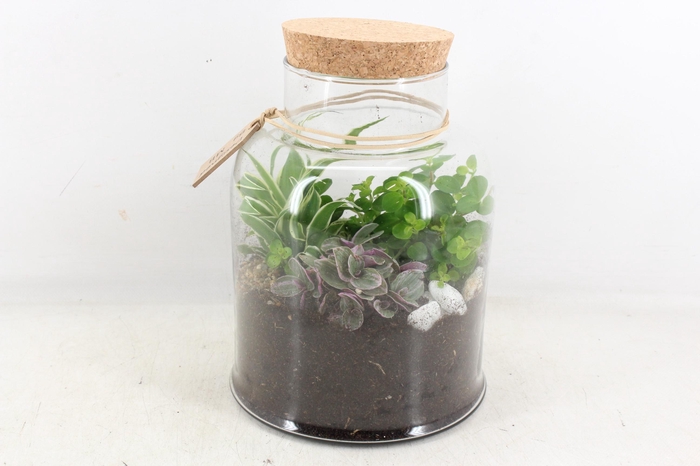 <h4>arr2 MB - Terrarium Venice 285/5</h4>