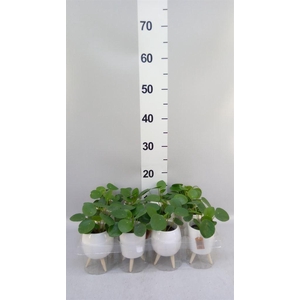 Arr.   Kamerplant Groen L%