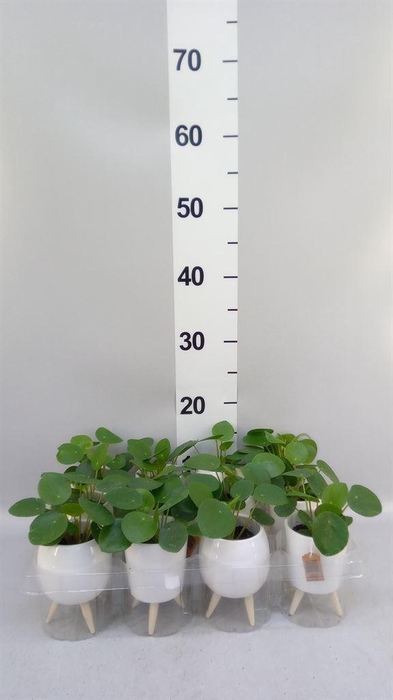<h4>Arr.   Kamerplant Groen L%</h4>