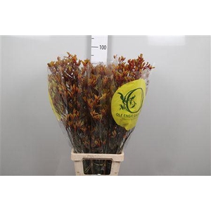 Anigoz Orange Velvet