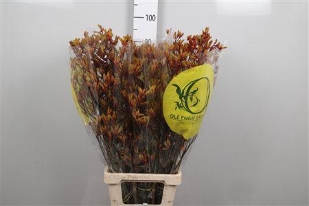 <h4>Anigoz Orange Velvet</h4>