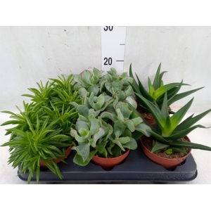 Succulents   ...mix 4