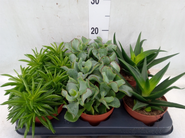 <h4>Succulents   ...mix 4</h4>