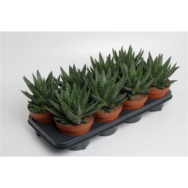 <h4>Gasteria Apollo</h4>