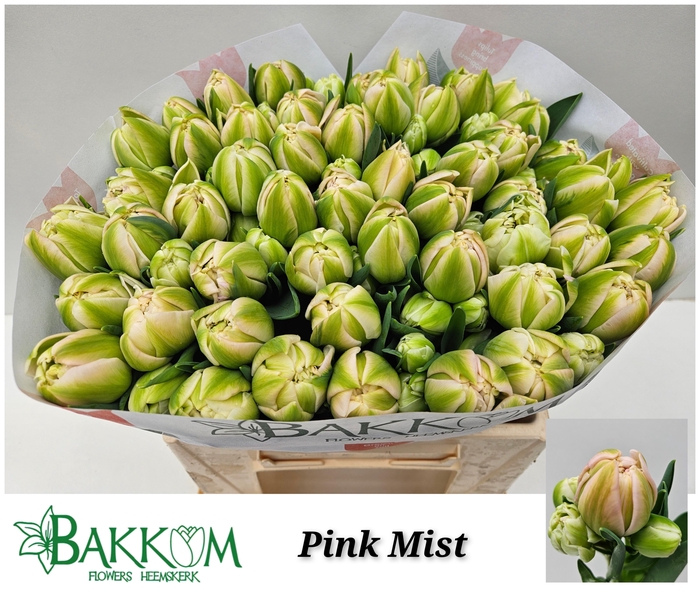 <h4>TU DU PINK MIST</h4>