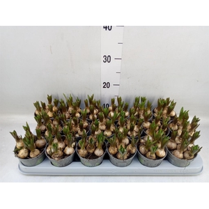 Muscari  'White Spear'