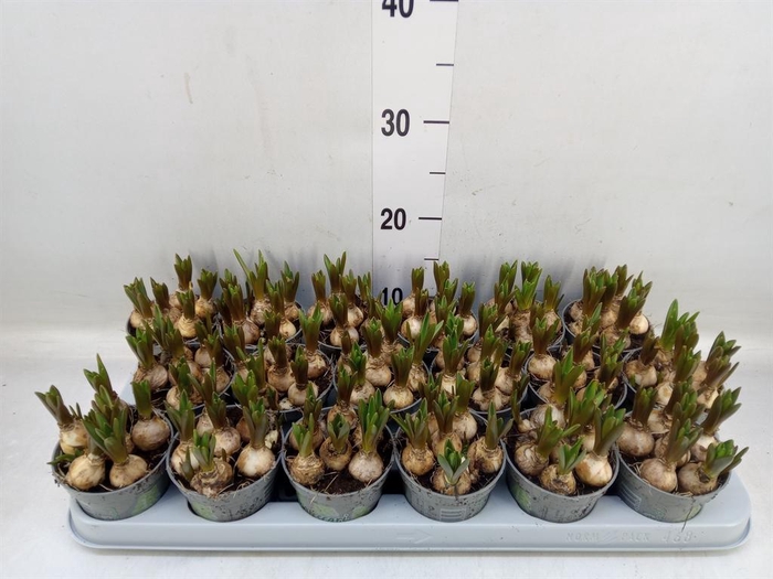 <h4>Muscari  'White Spear'</h4>