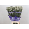 Limonium White Diamond