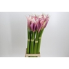 Zantedeschia Eydolls Purple Pink